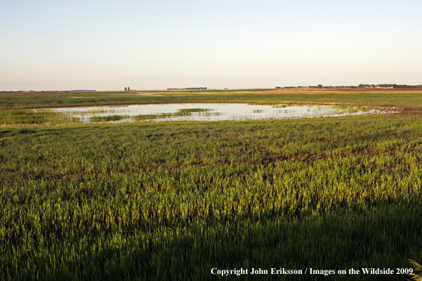 Wetlands near crop fields