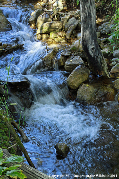 Creek in the Bridger Mountains. 