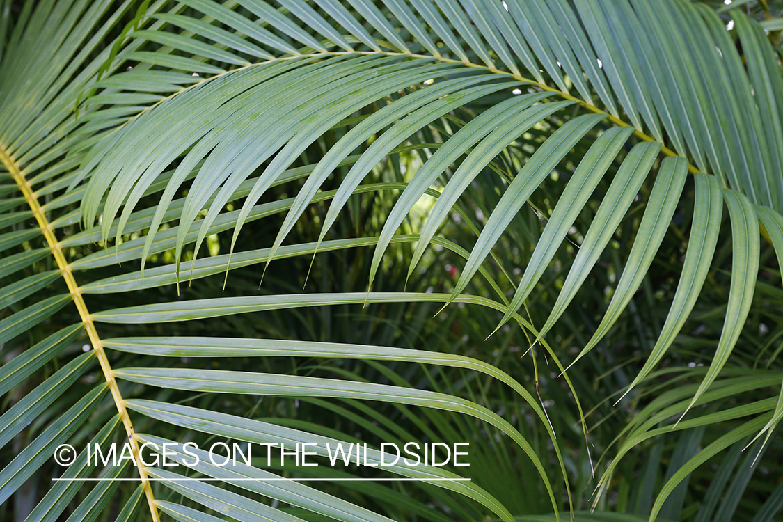 Jungle vegetation close-up.