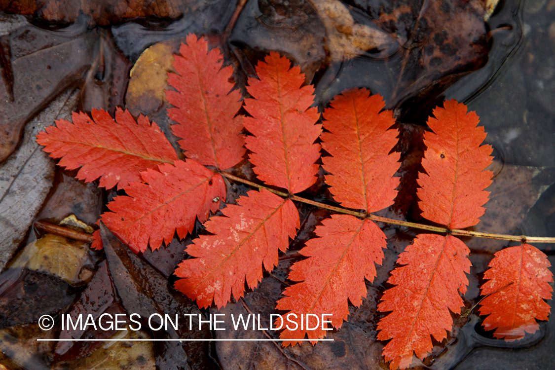 Mountain-ash leaf in autumn.