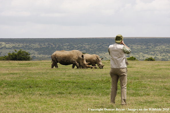 Photography white rhinos on african safari