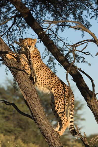 Cheetah in a tree.  Africa
