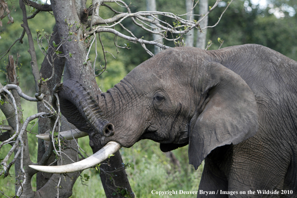 African Bull Elephant 