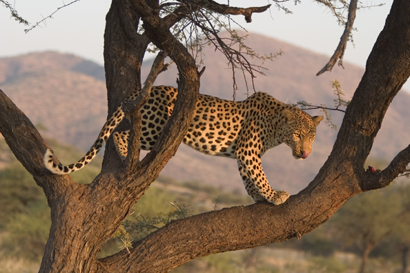 Leopard in tree. Africa