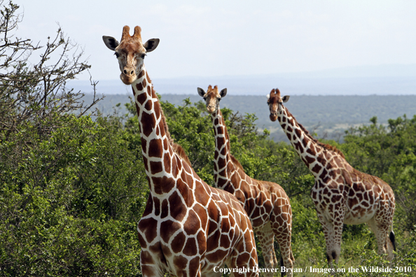 Reticulated Giraffe 