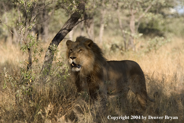 Male African lion in habitat. Africa