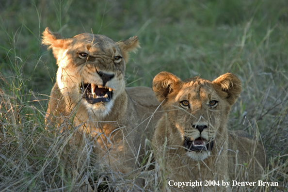 African Lionesses in the bush.