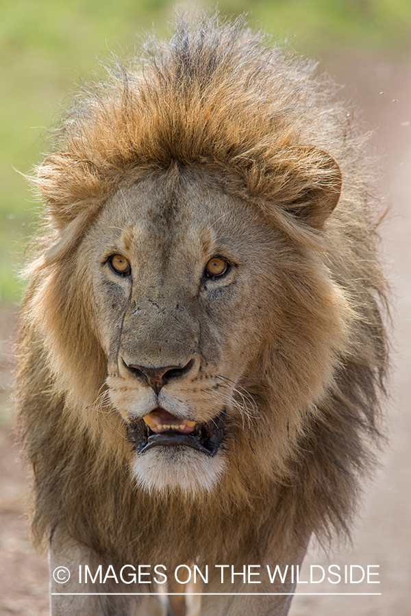 Male African lion in habitat.