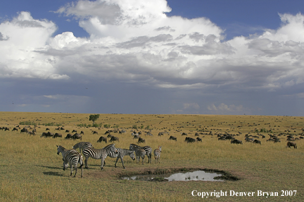 Burchell's Zebra 