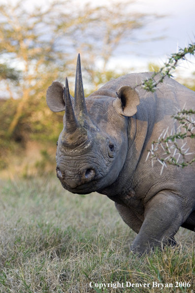 Black rhino in Africa.