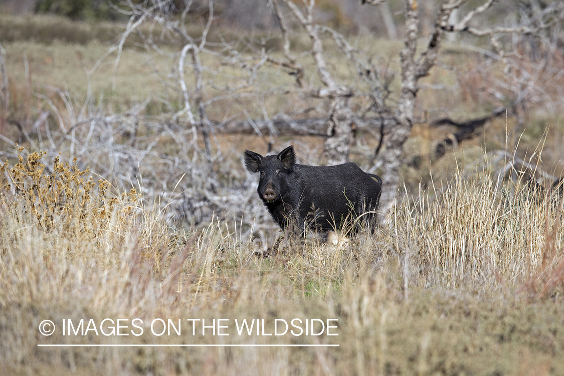 Feral hog in habitat. 