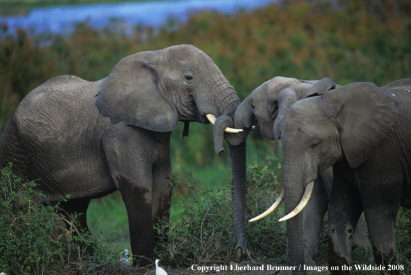 Elephants in habitat