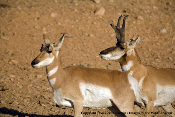 Pronghorn antelope