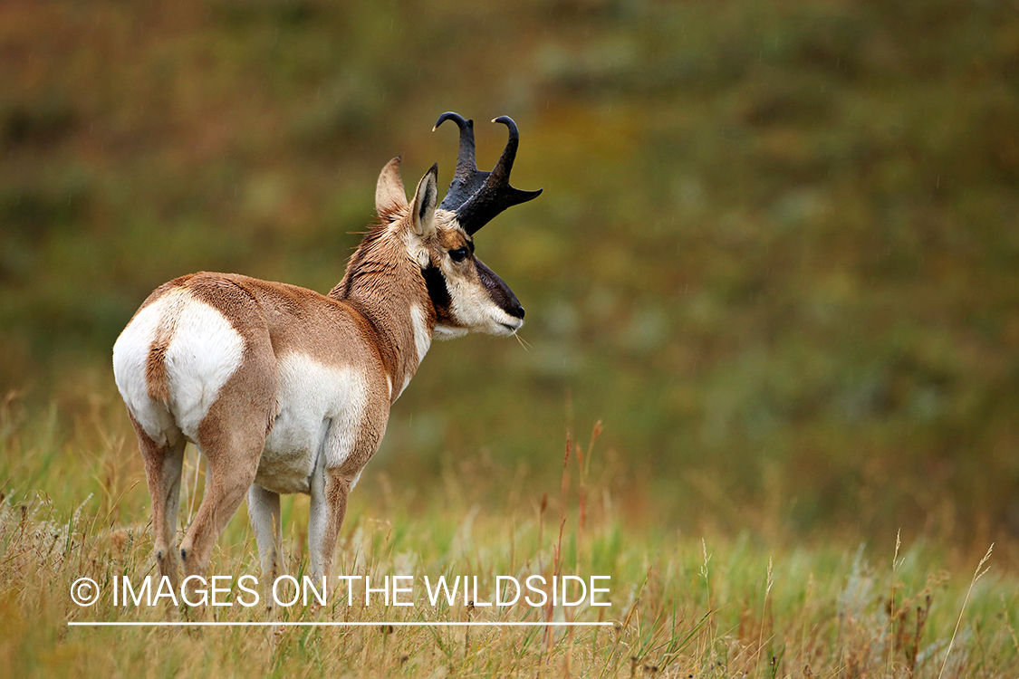 Pronghorn Antelope in habitat. 