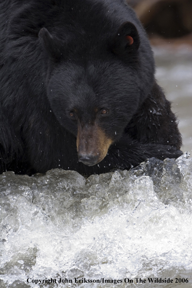 Black bear in habitat.