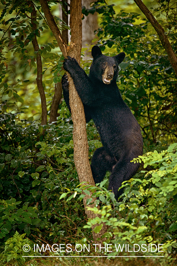 Black bear in habitat. 