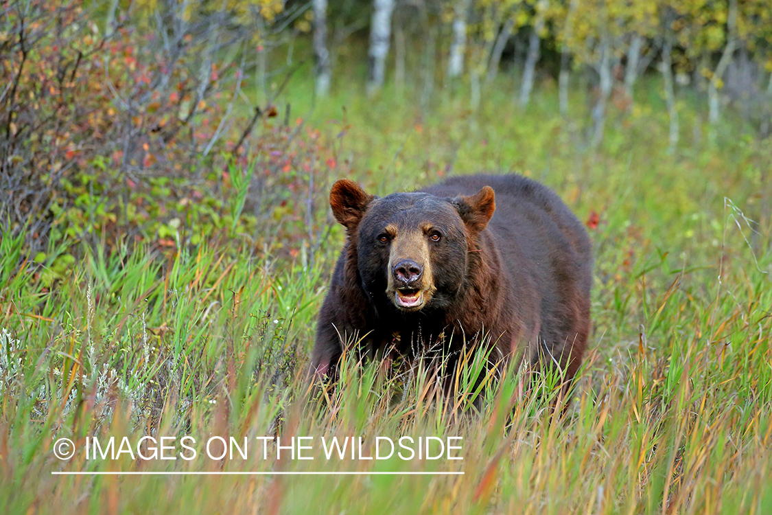 Black Bear in habitat.