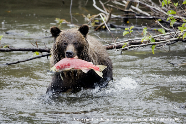 Brown bear in river with salmon.