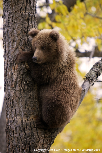 Grizzly bear cub in habitat