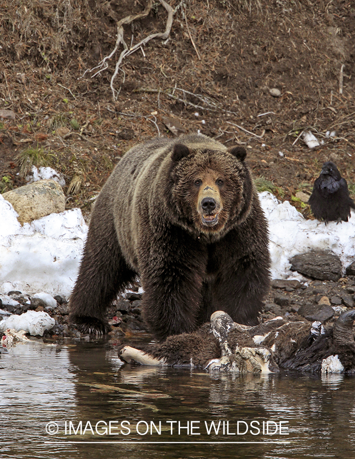 Grizzly Bear on bison carcass. 