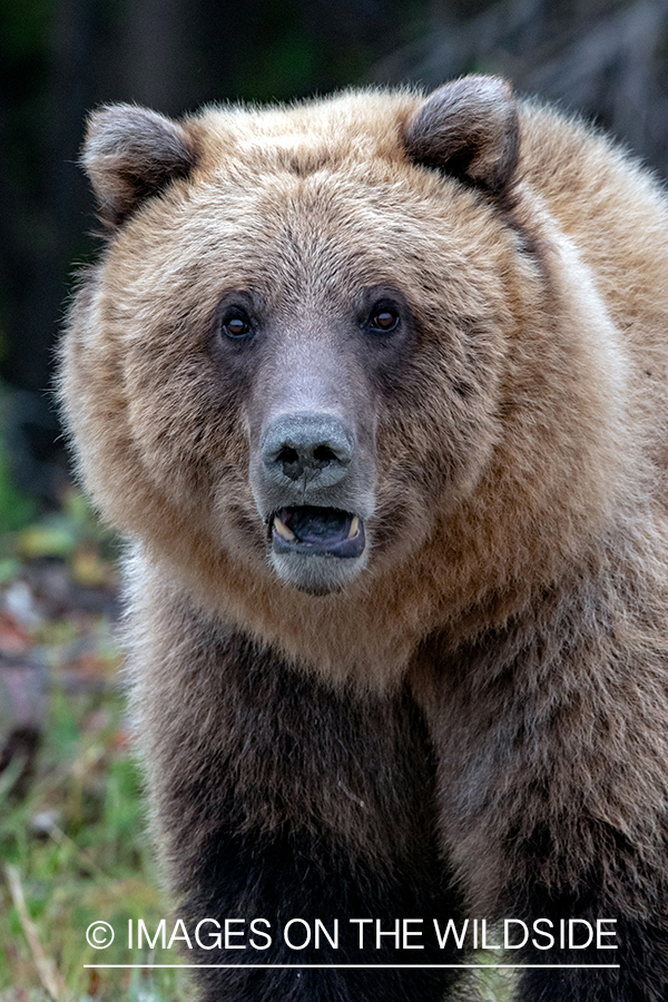 Grizzly bear in field.