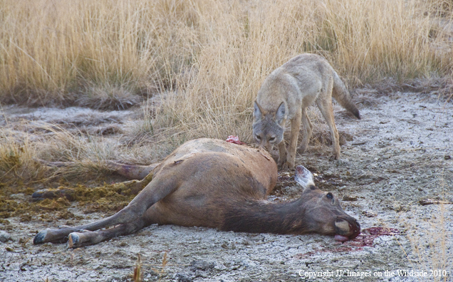 Coyote eating elk.