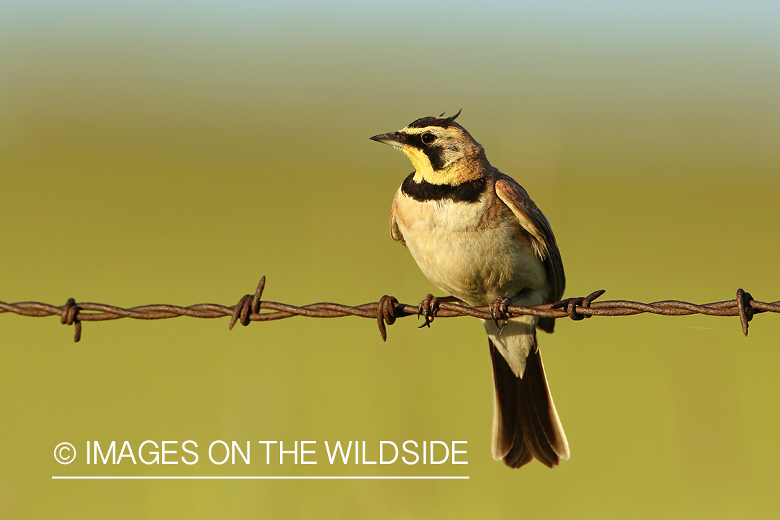 Horned Lark on barbed fence. 