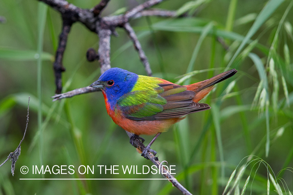 Painted Bunting in habitat.