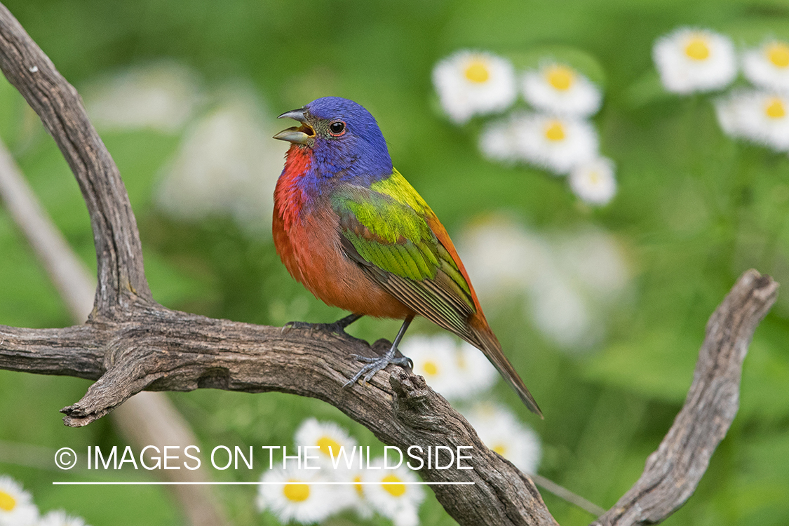 Painted Bunting on branch.