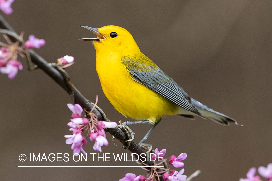 Prothonotary warbler on branch.