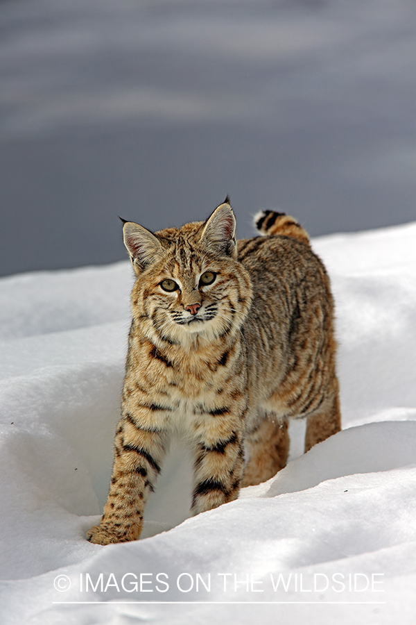 Bobcat in habitat.