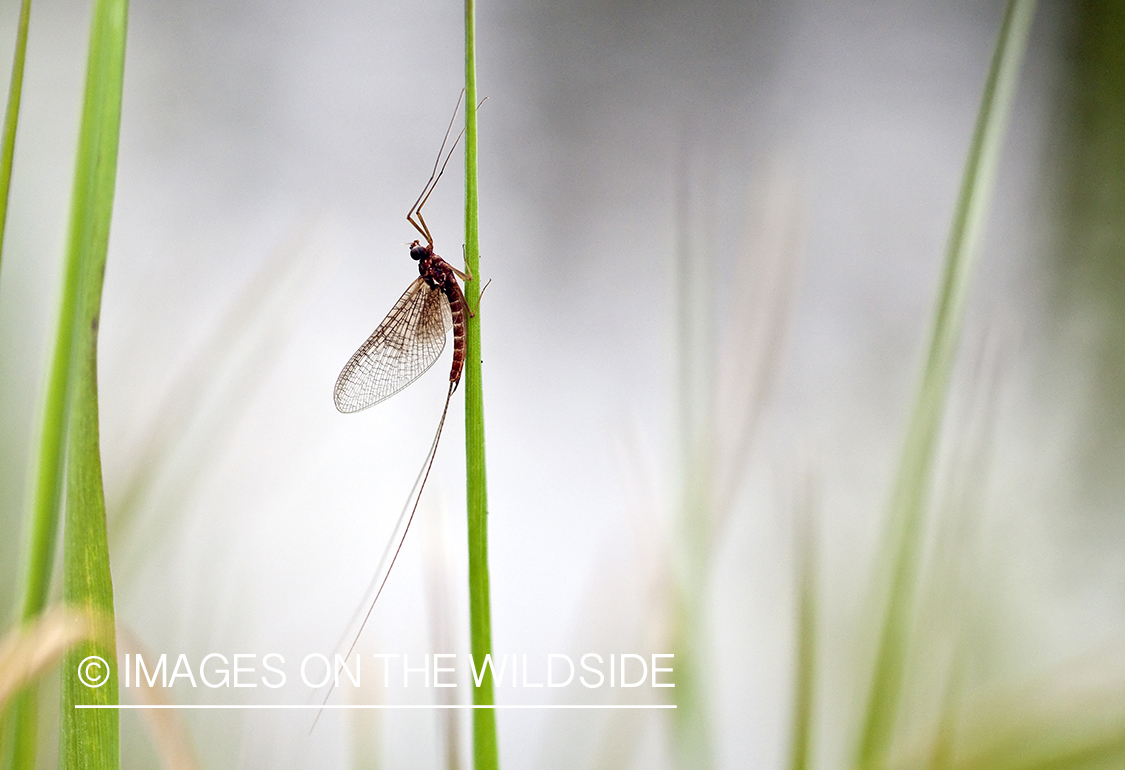 Mayfly on blade of grass.