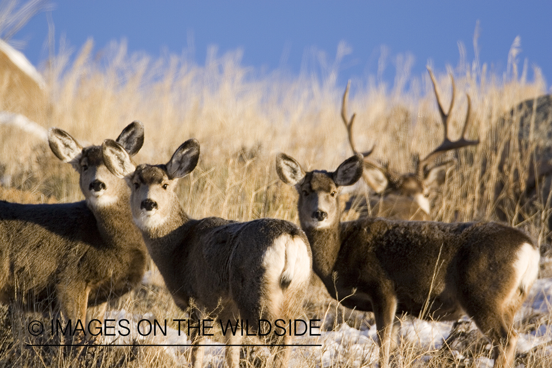 Mule deer in habitat.