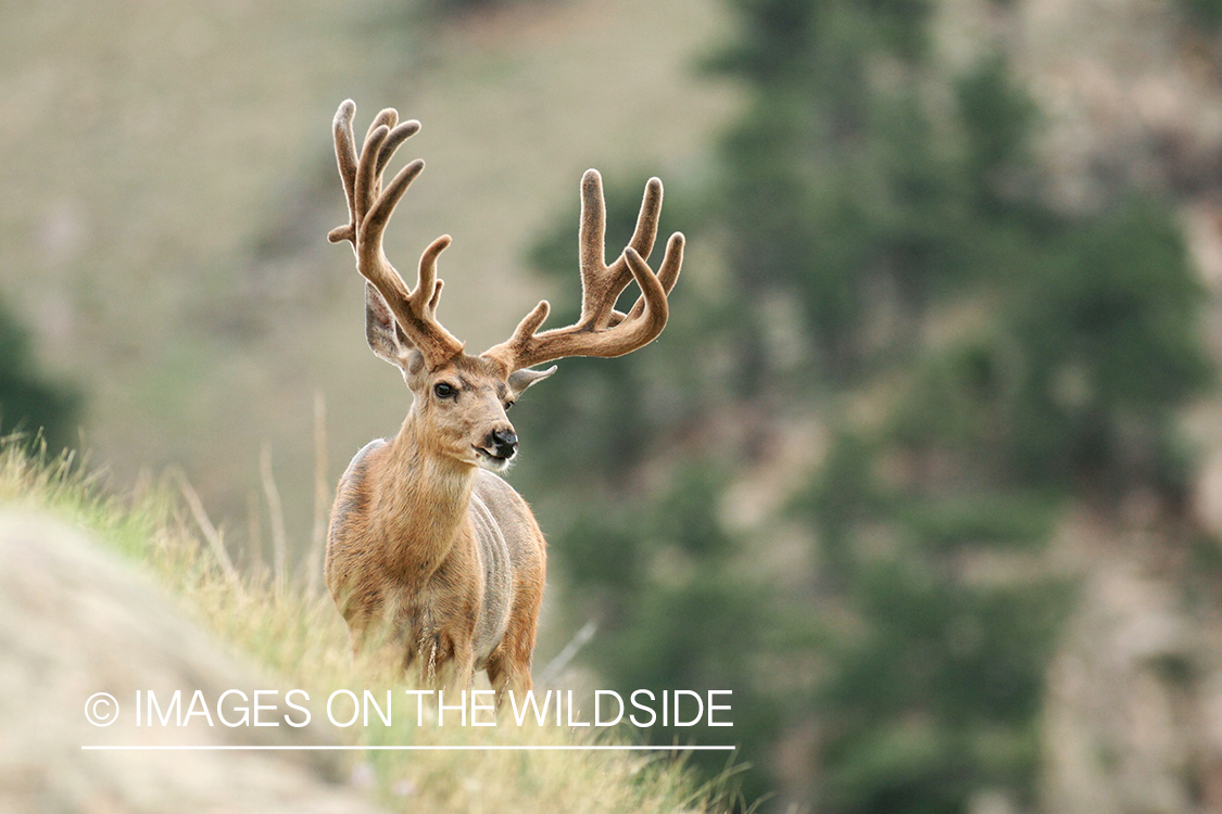 Mule deer buck in habitat. 