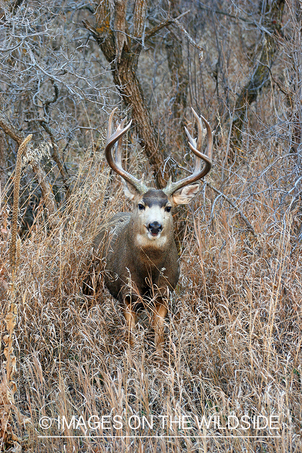 Mule deer buck in habitat. 