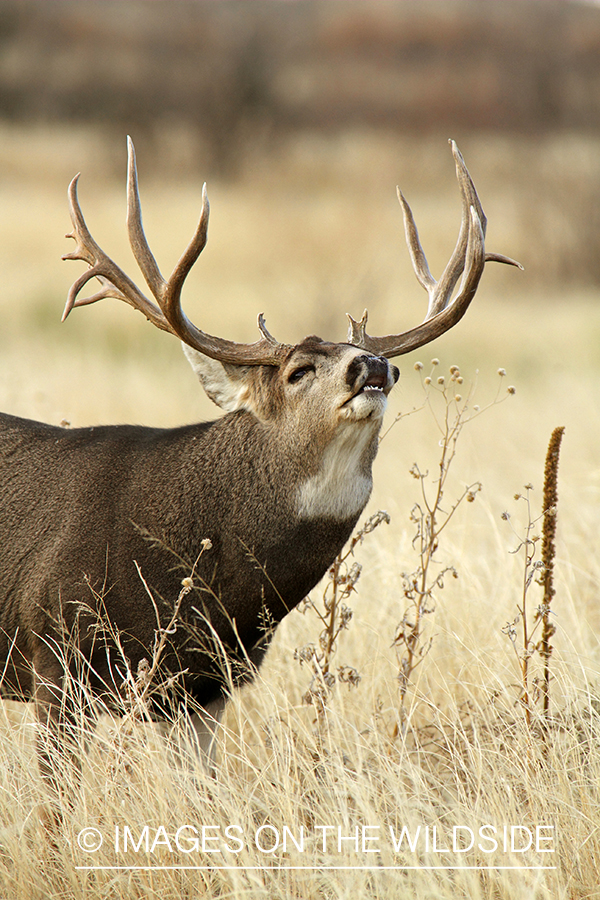 Mule deer buck lip curling. 