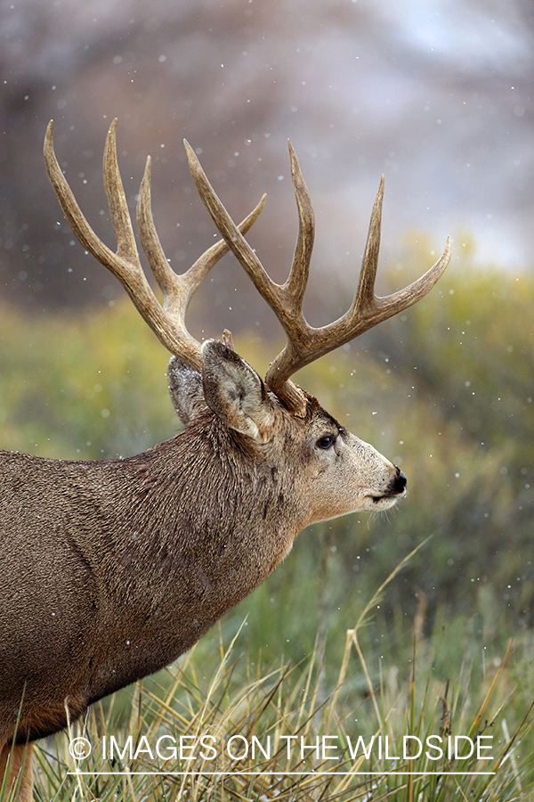 Mule deer buck in habitat.