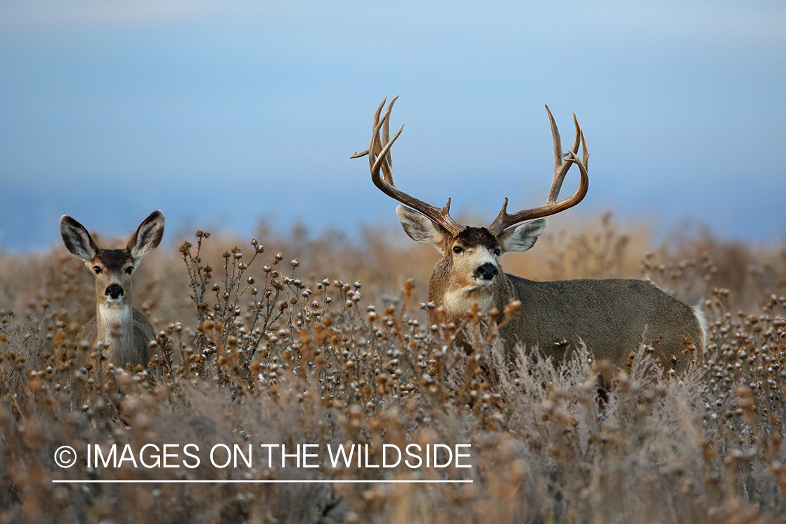 Mule deer buck in habitat. 