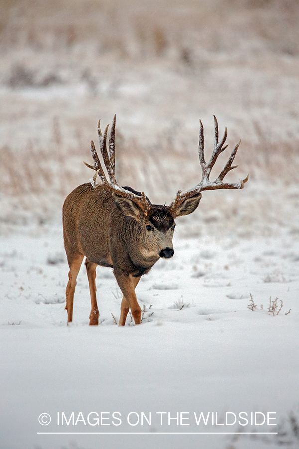 White-tailed buck in field in winter.