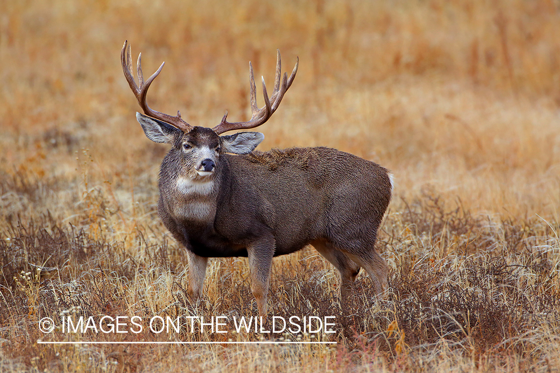 Mule deer buck in rut in field. 