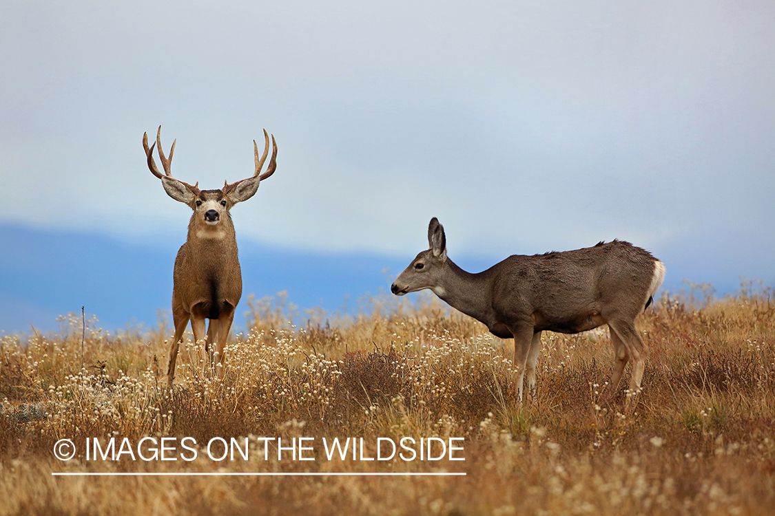 Mule deer buck with doe.