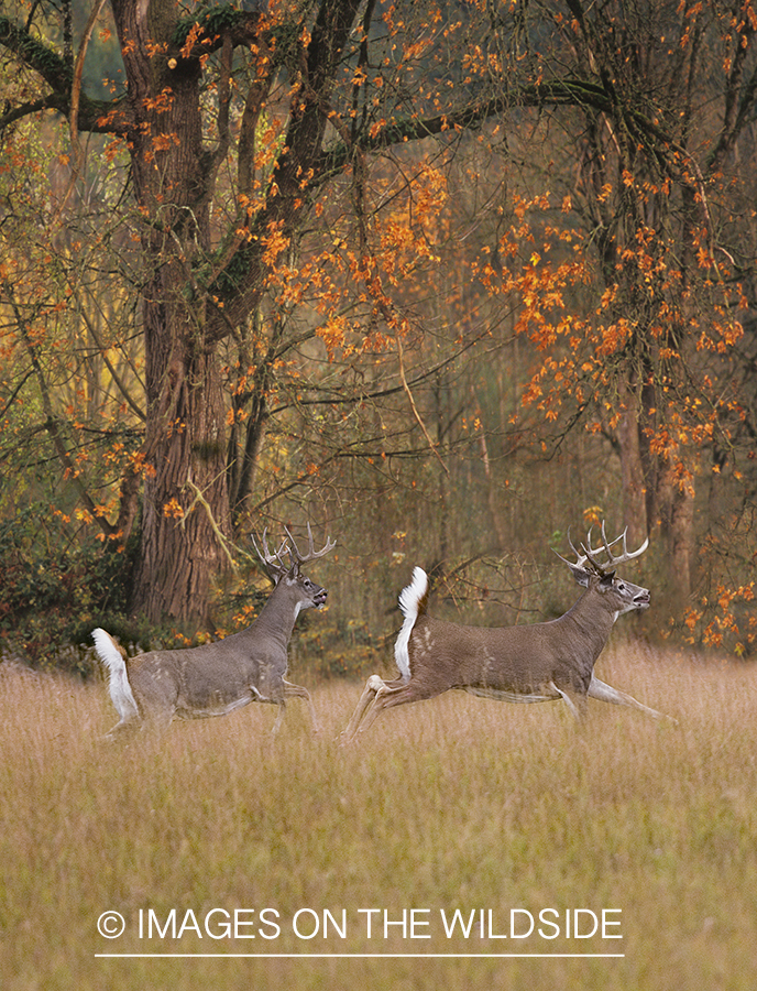 Whitetailed deer in habitat.