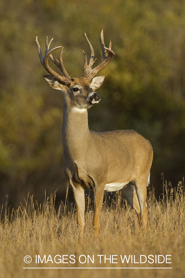 Whitetail Buck