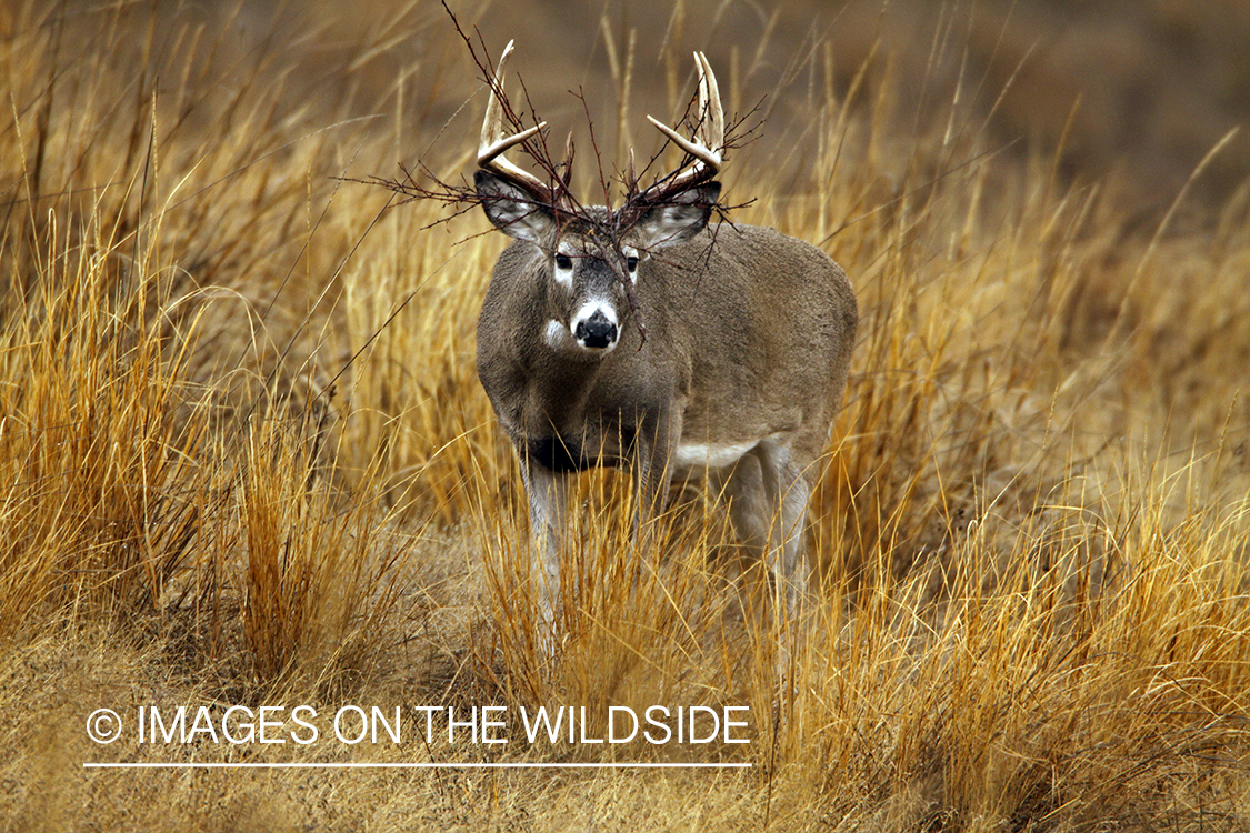 Whitetail Buck in Rut