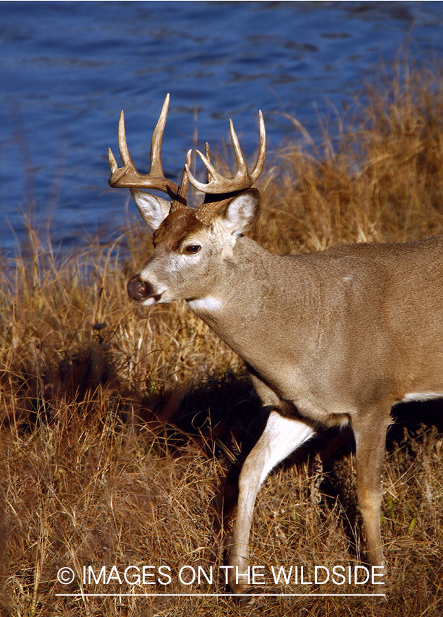 Whitetail Buck