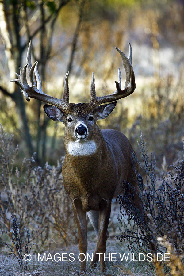 Whitetail buck in habitat