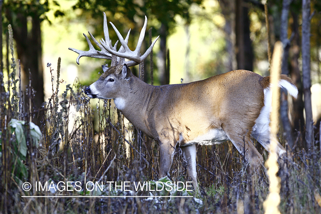 Whitetail buck in habitat