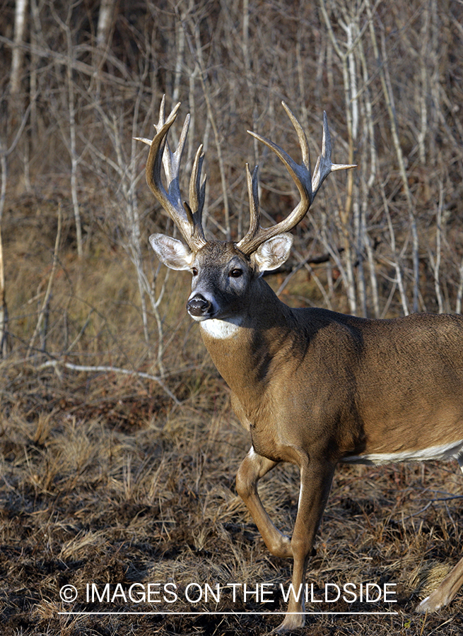 Whitetail buck in habitat.