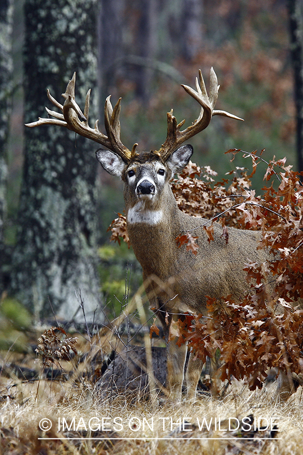 Whitetail buck in habitat.