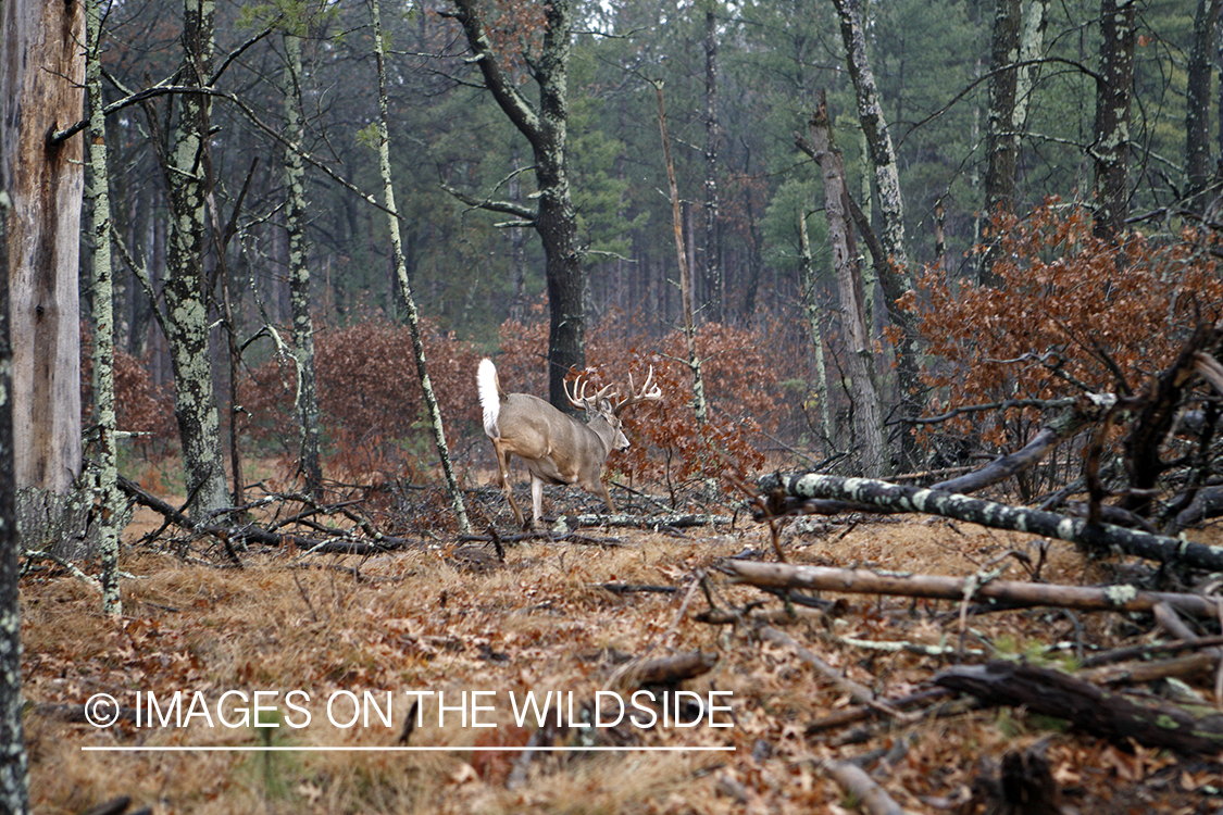 Whitetail buck jumping.